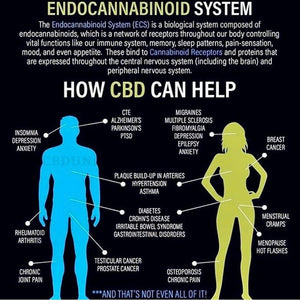 Your Endocannabinoid System 101